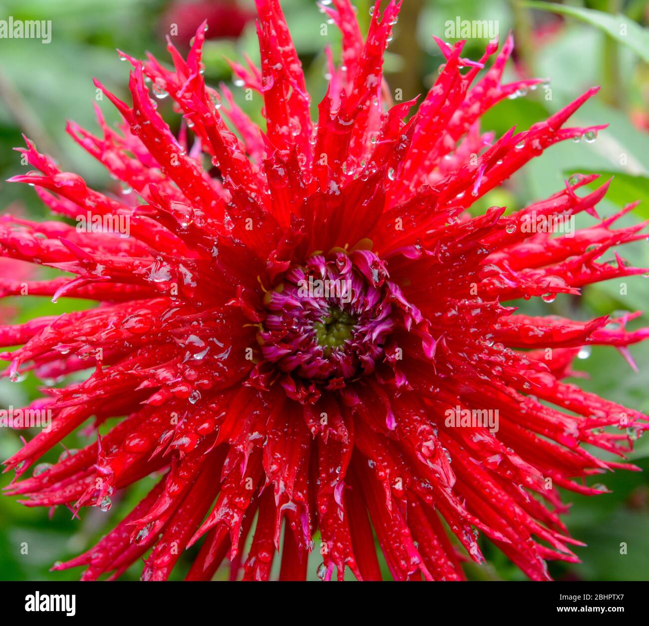 Close up of a single red Dahlia flower head with drops of water on the flower petals Stock Photo