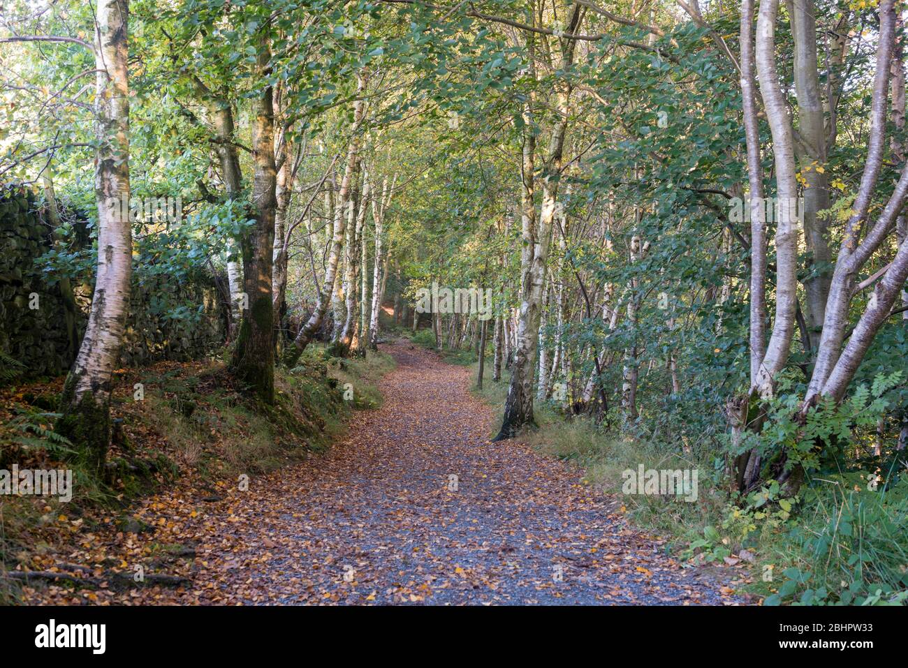 Autumn view of a footpath through Silver Birch trees at Strid Woods near Bolton Abbey, North Yorkshire Stock Photo