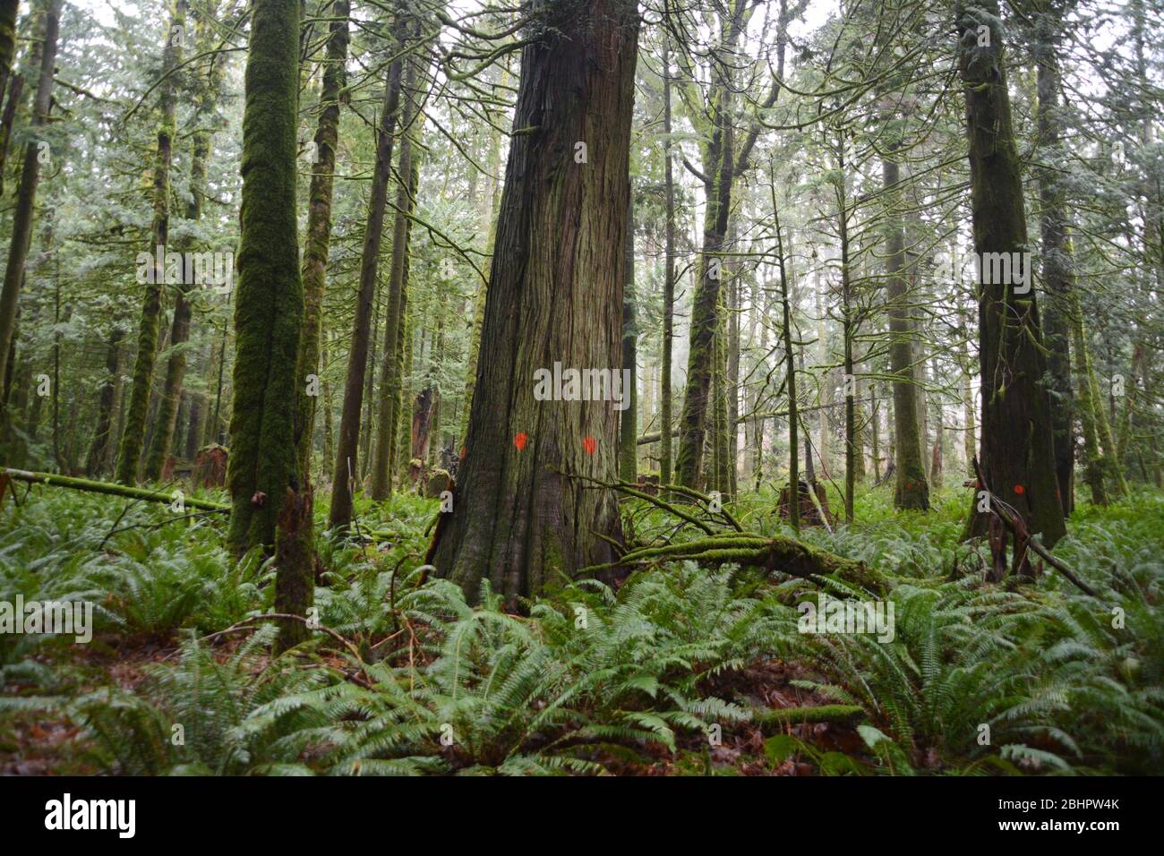 The trunks of old growth western red cedar trees marked with an orange dot for logging at Echo Lake, Harrison Hot Springs, British Columbia, Canada. Stock Photo