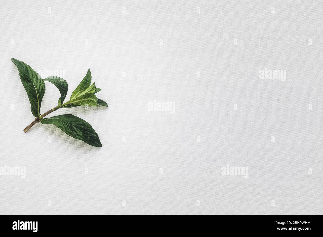 Fresh mint on a white linen tablecloth in the morning light. Stock Photo