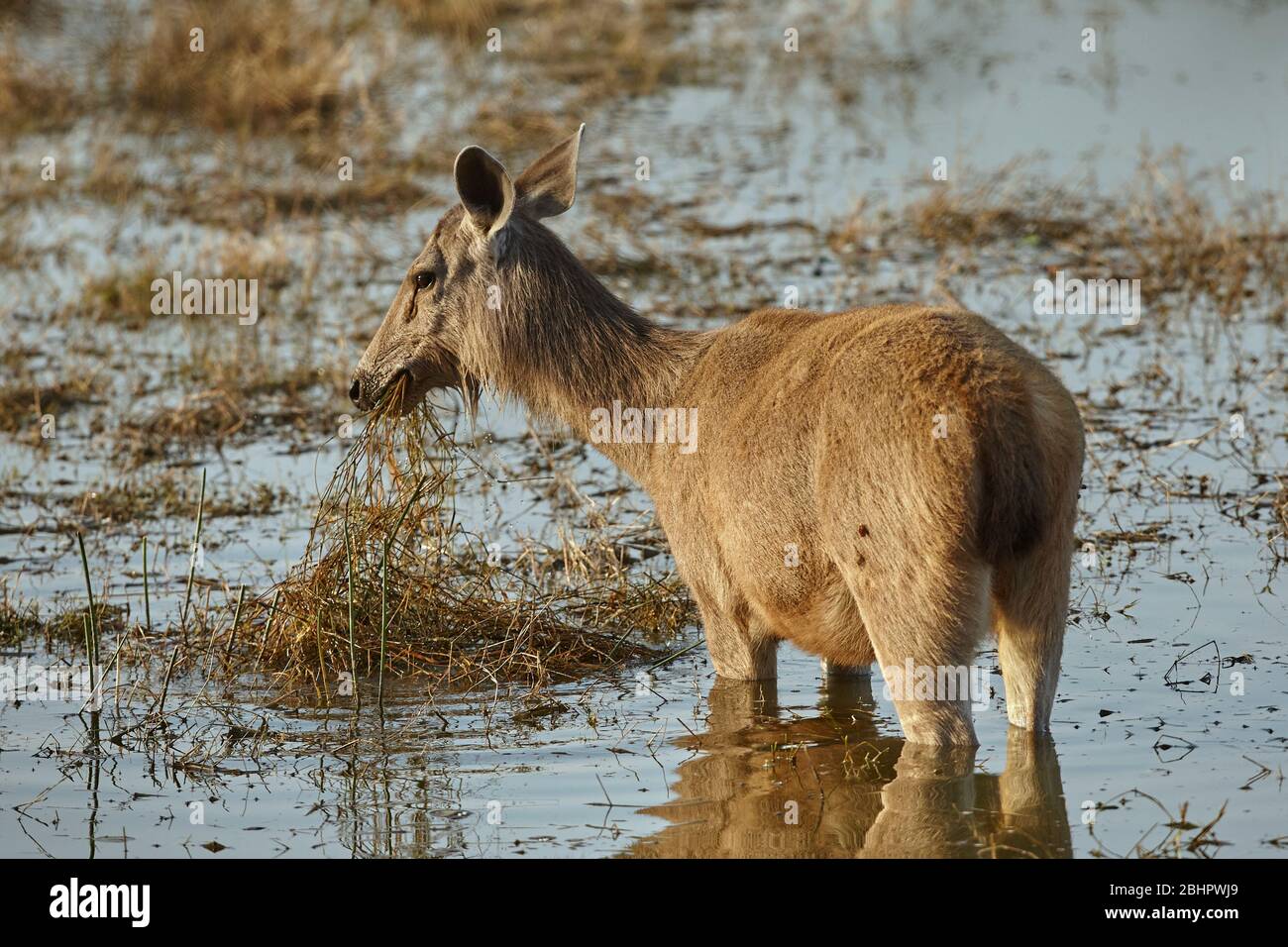Sambar deer at Malik talao or lake Ranthambhore forest, India. Stock Photo