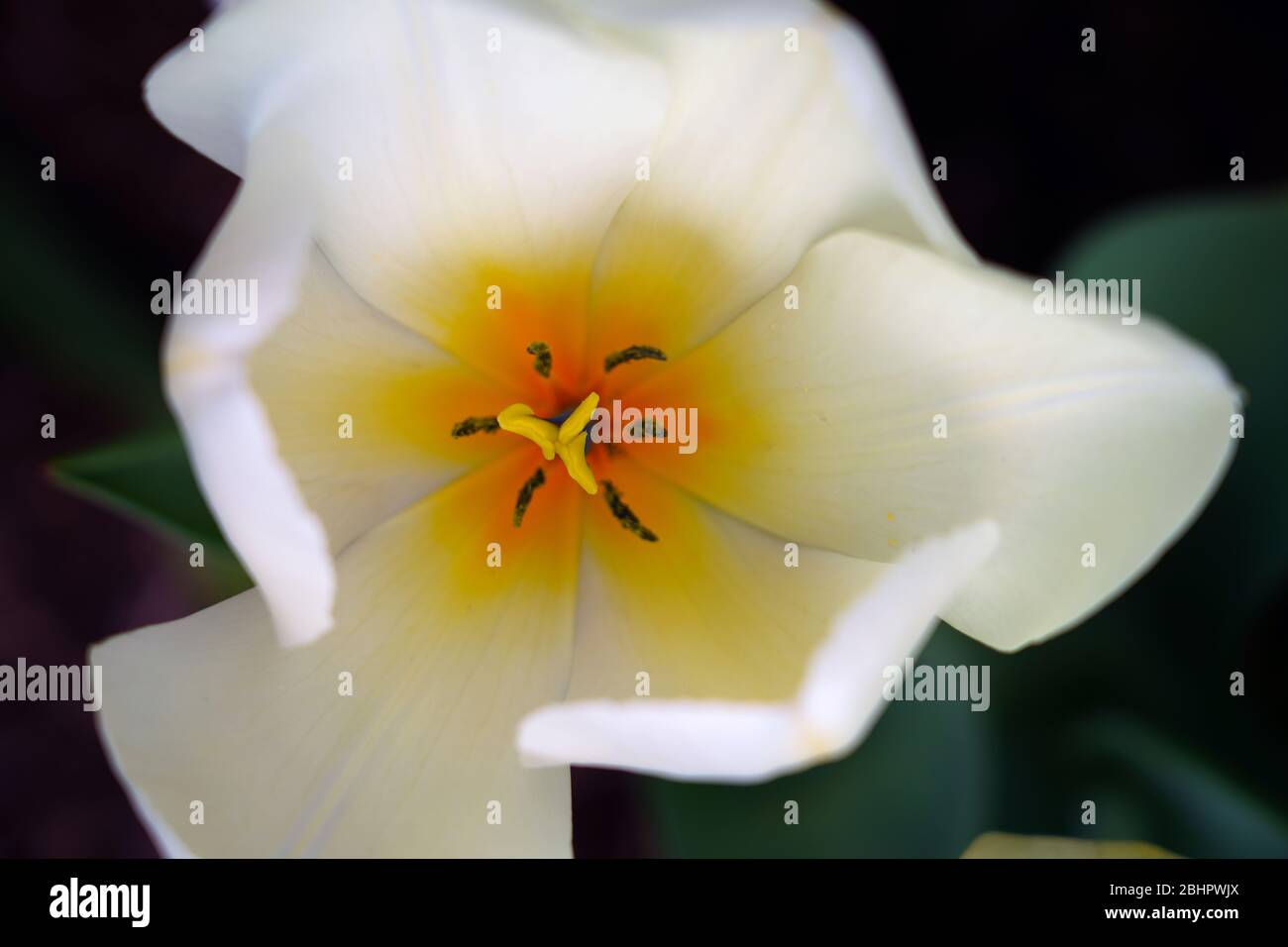 White tulip flowers in the spring garden Stock Photo