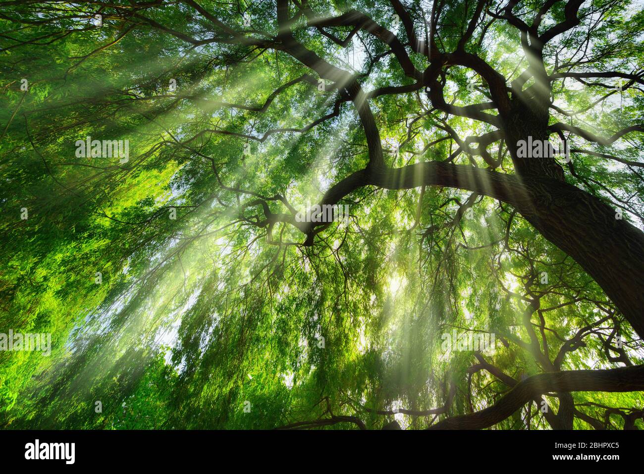 Rays of light falling through a majestic green tree and wafts of mist, a beautiful worms eye view perspective Stock Photo