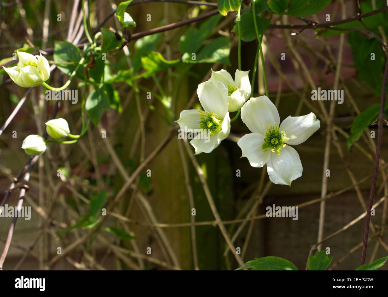 Budding White Clematis.  Clematis Montana Grandiflora. Reveley Lodge Gardens, England. Victorian house. Glorious flora and fauna. Beehives, pond. Stock Photo