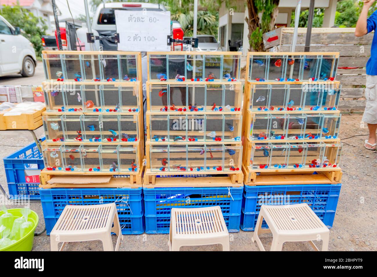 betta fish in small tanks were stack on street fish vender with its Thai price baht in Pranburi Thailand May 12, 2018 Stock Photo