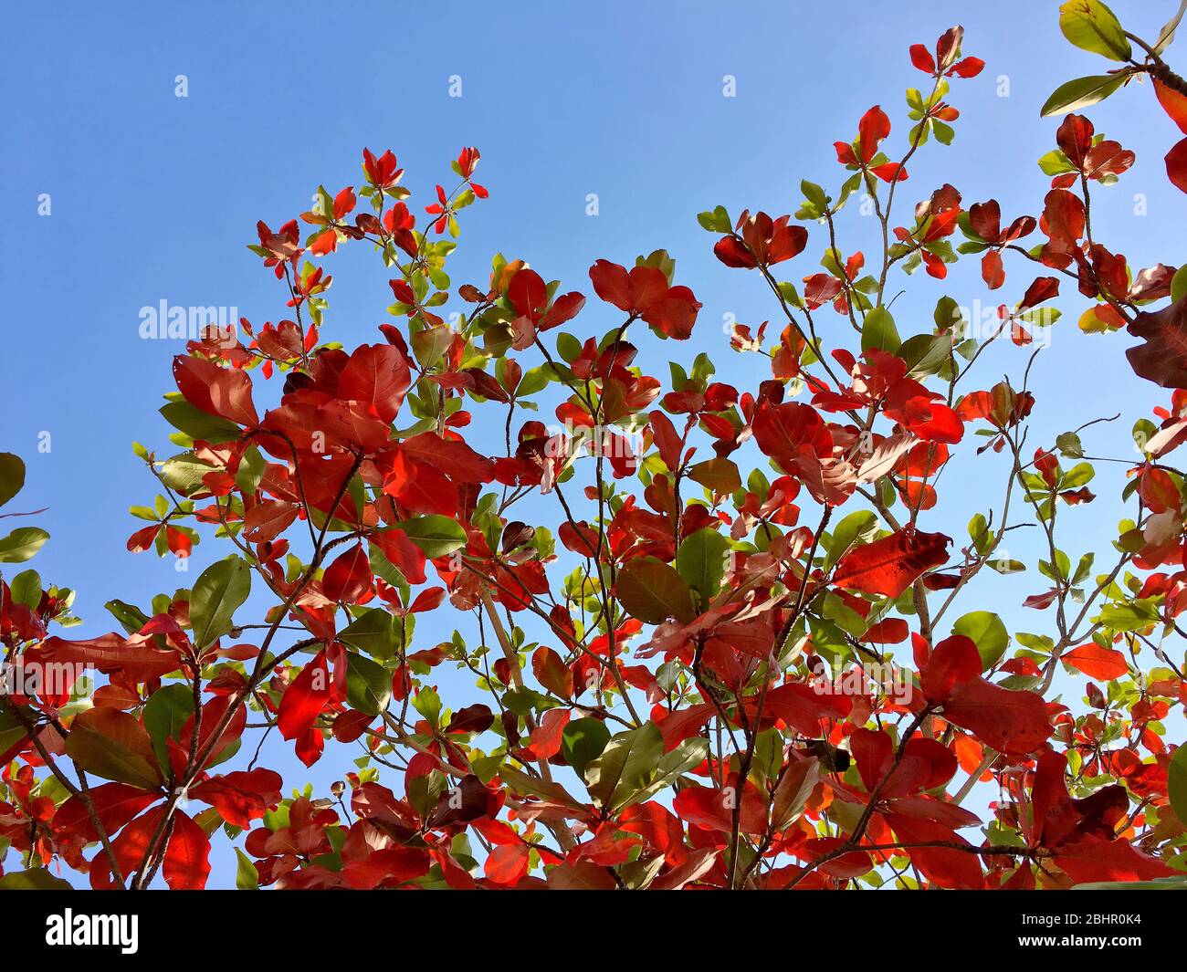 Orange Brown And Green Leaves And Branches With Blue Sky Background