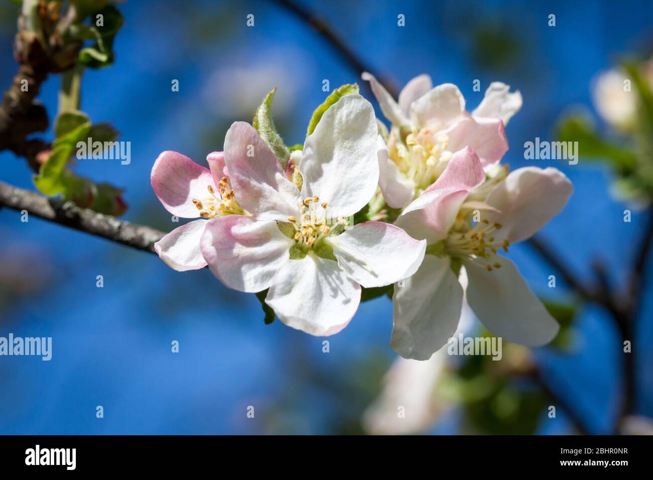 Apple tree in flowering season, blossom time Stock Photo