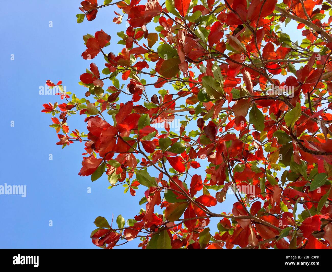 Orange Brown And Green Leaves And Branches With Blue Sky Background