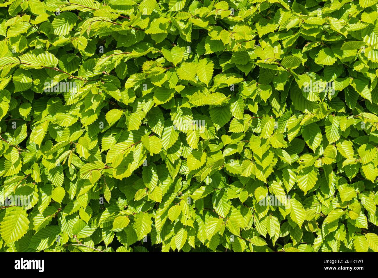 Close up of green leaves on a Hornbeam Hedge. Stock Photo