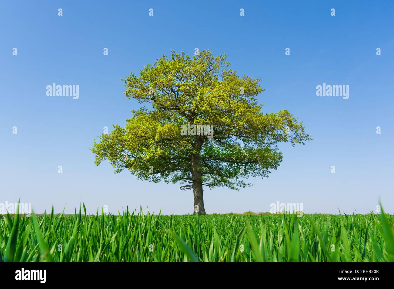 Single Oak tree in a field of wheat shoots against a clear blue sky . Much Hadham, Hertfordshire. UK Stock Photo