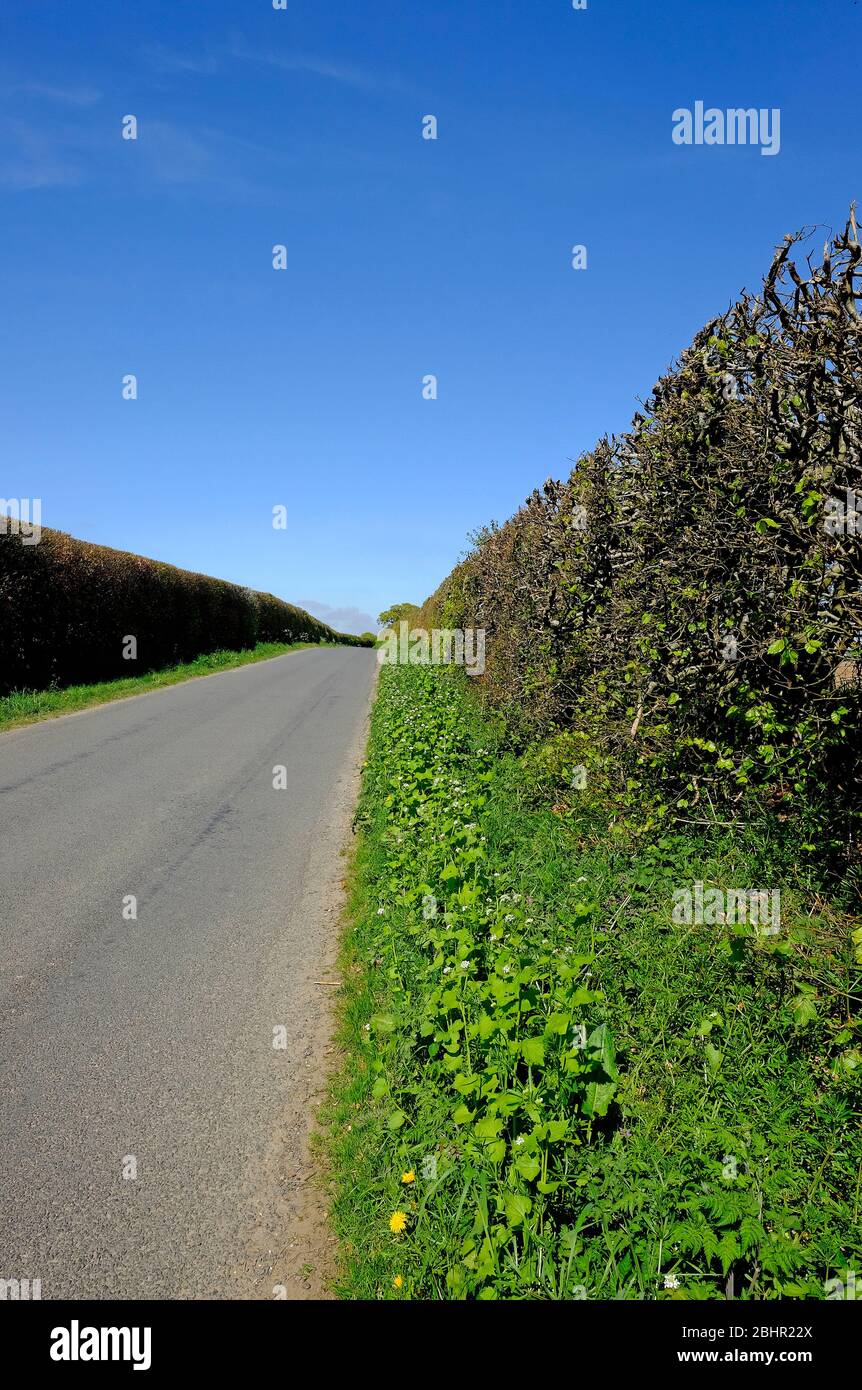 Spring Hedgerows Tall hedges hi-res stock photography and images - Alamy