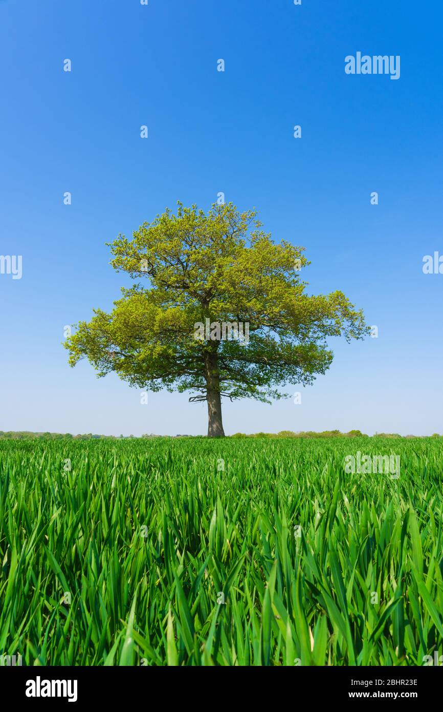 Single Oak tree in a field of wheat shoots against a clear blue sky (portrait/upright  format). Much Hadham, Hertfordshire. UK Stock Photo