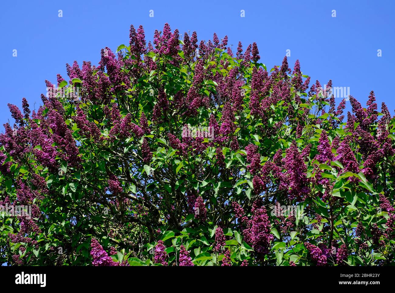 Flowering tree purple hires stock photography and images Alamy