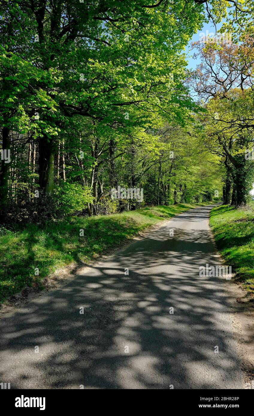 green spring leaves on trees and country lane, stody, north norfolk, england Stock Photo