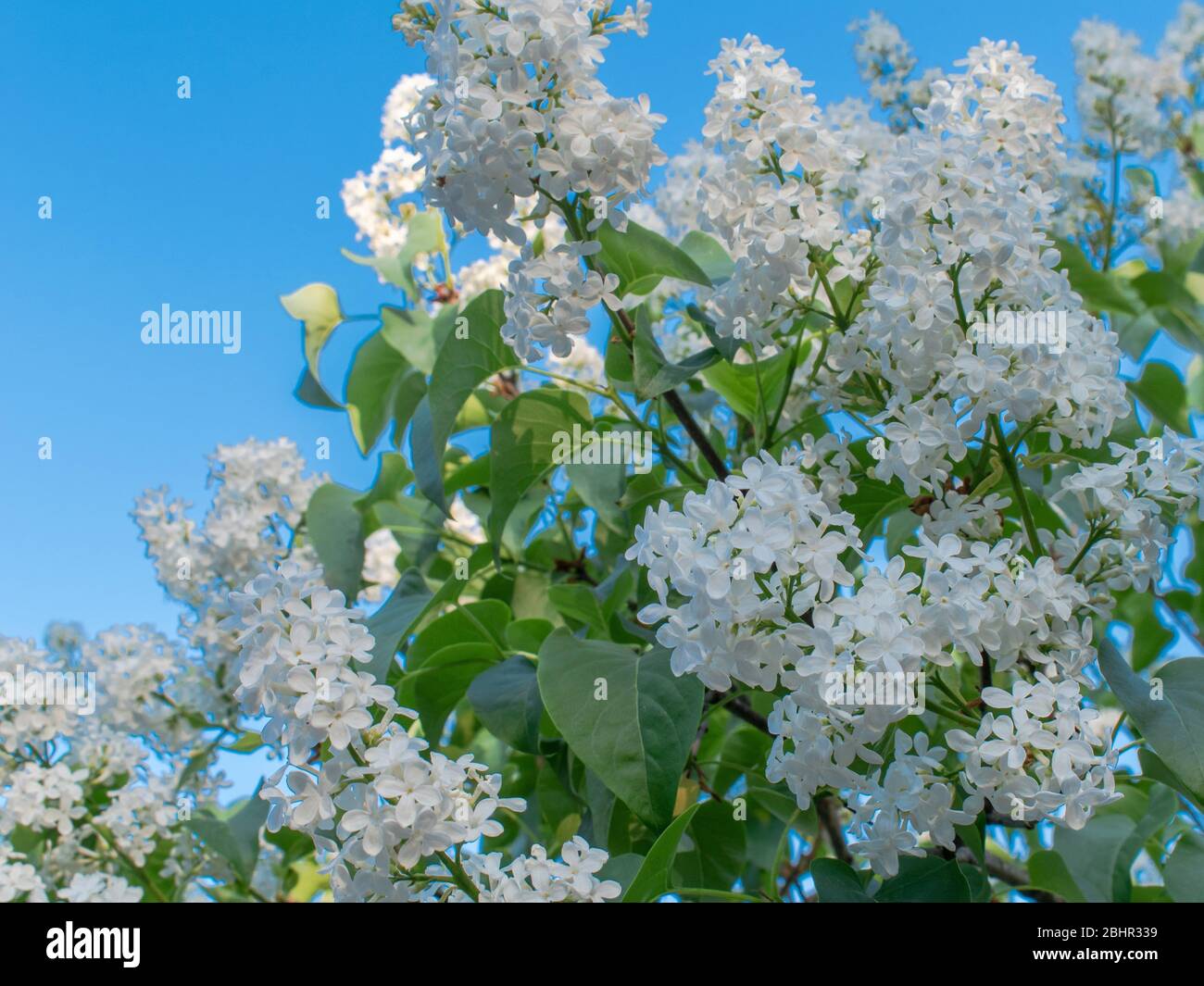 White lilac flowers, Syringa vulgaris Alba Stock Photo