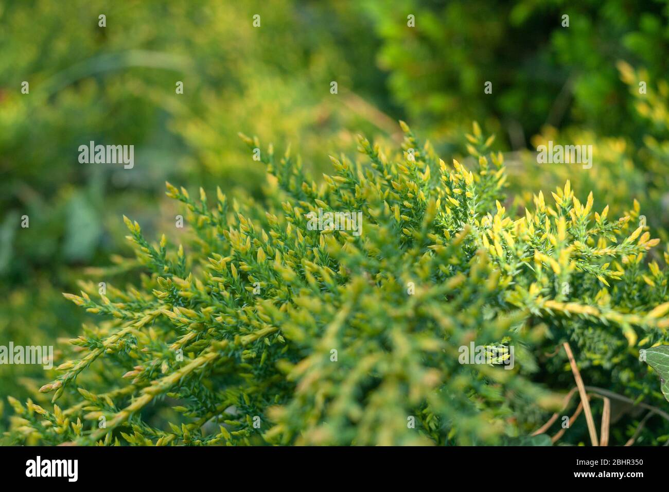 Green background with a coniferous motif. Early spring in the garden. Park charms. Stock Photo