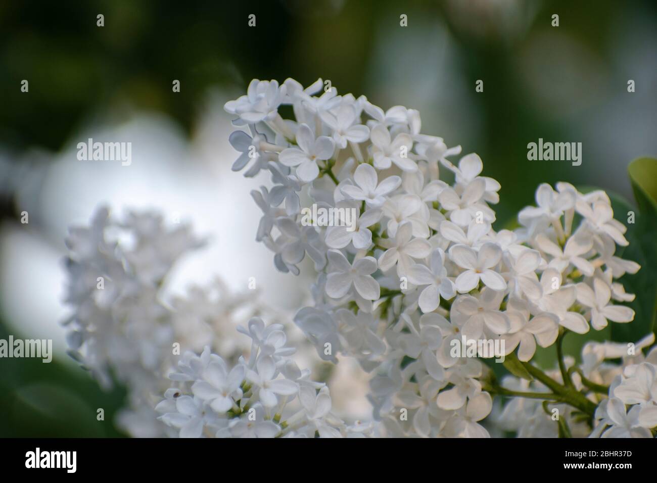 White lilac flowers, Syringa vulgaris Alba Stock Photo