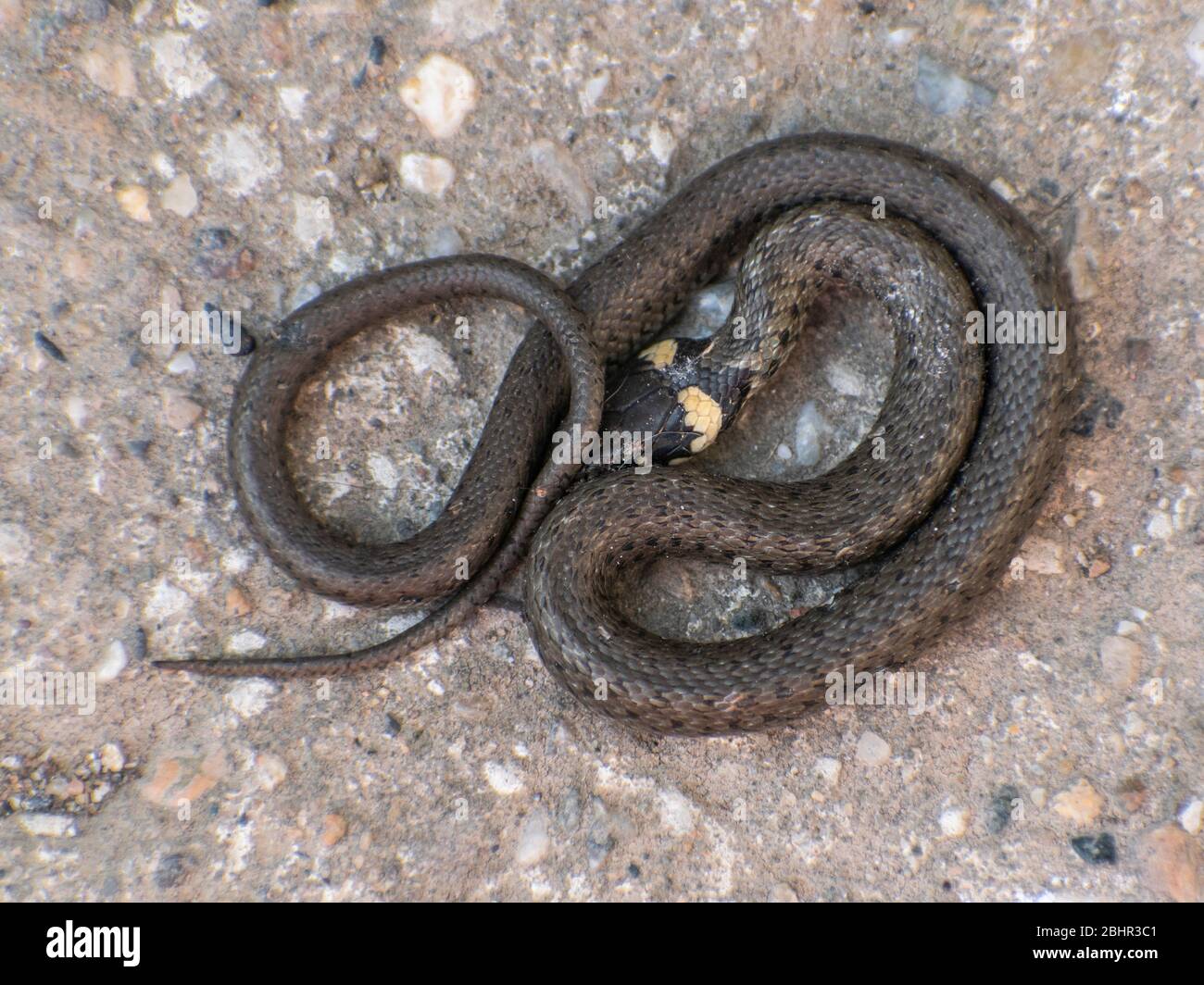 The grass snake,young ringed snake  Eurasian non-venomous snake  Natrix natrix, Serbia, Europe Stock Photo