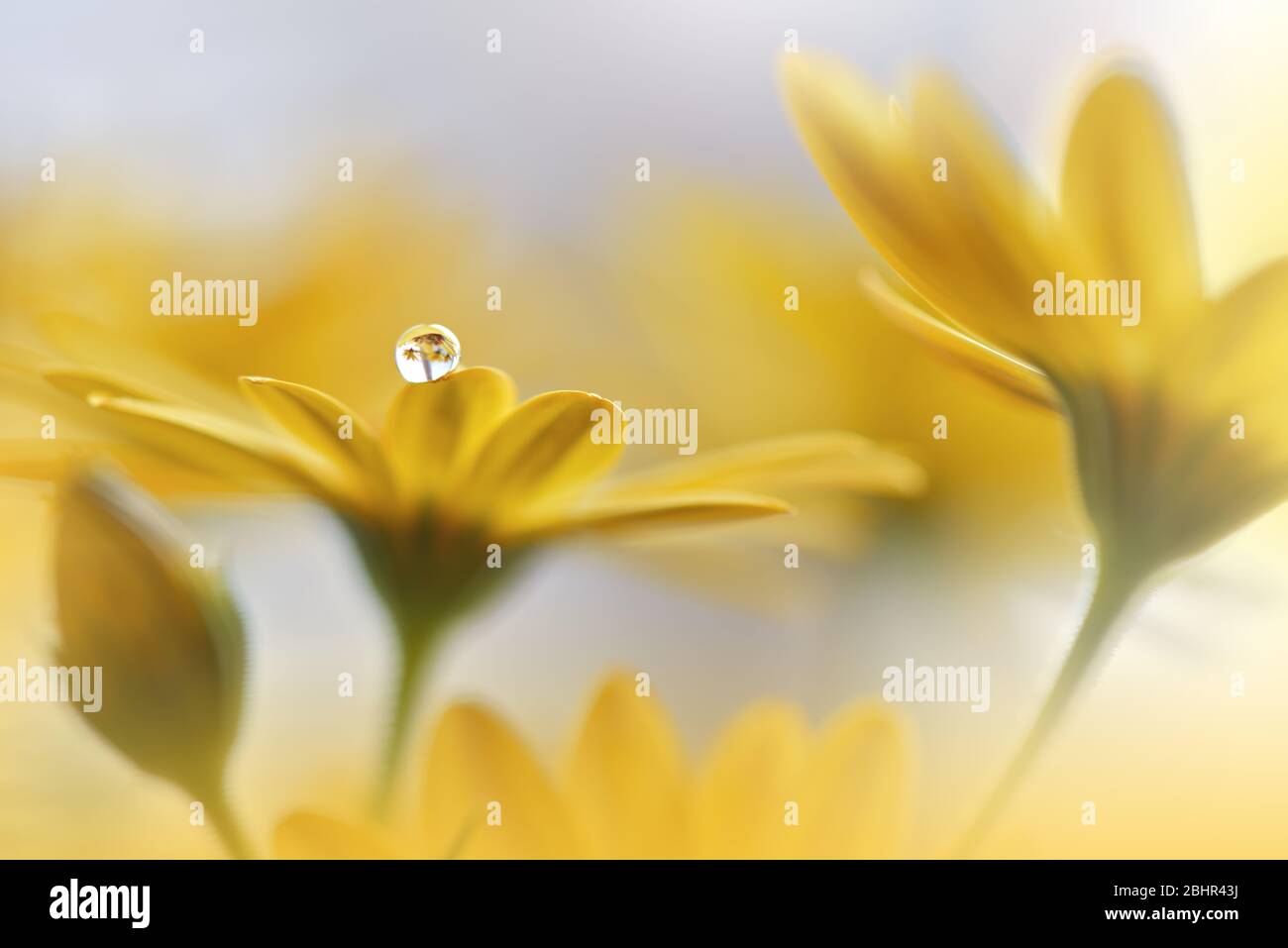 Beautiful Nature Background.Floral Art Design.Abstract Macro Photography.Daisy Flower.Yellow Background.Creative Artistic Wallpaper.Tranquil,spa,drop. Stock Photo