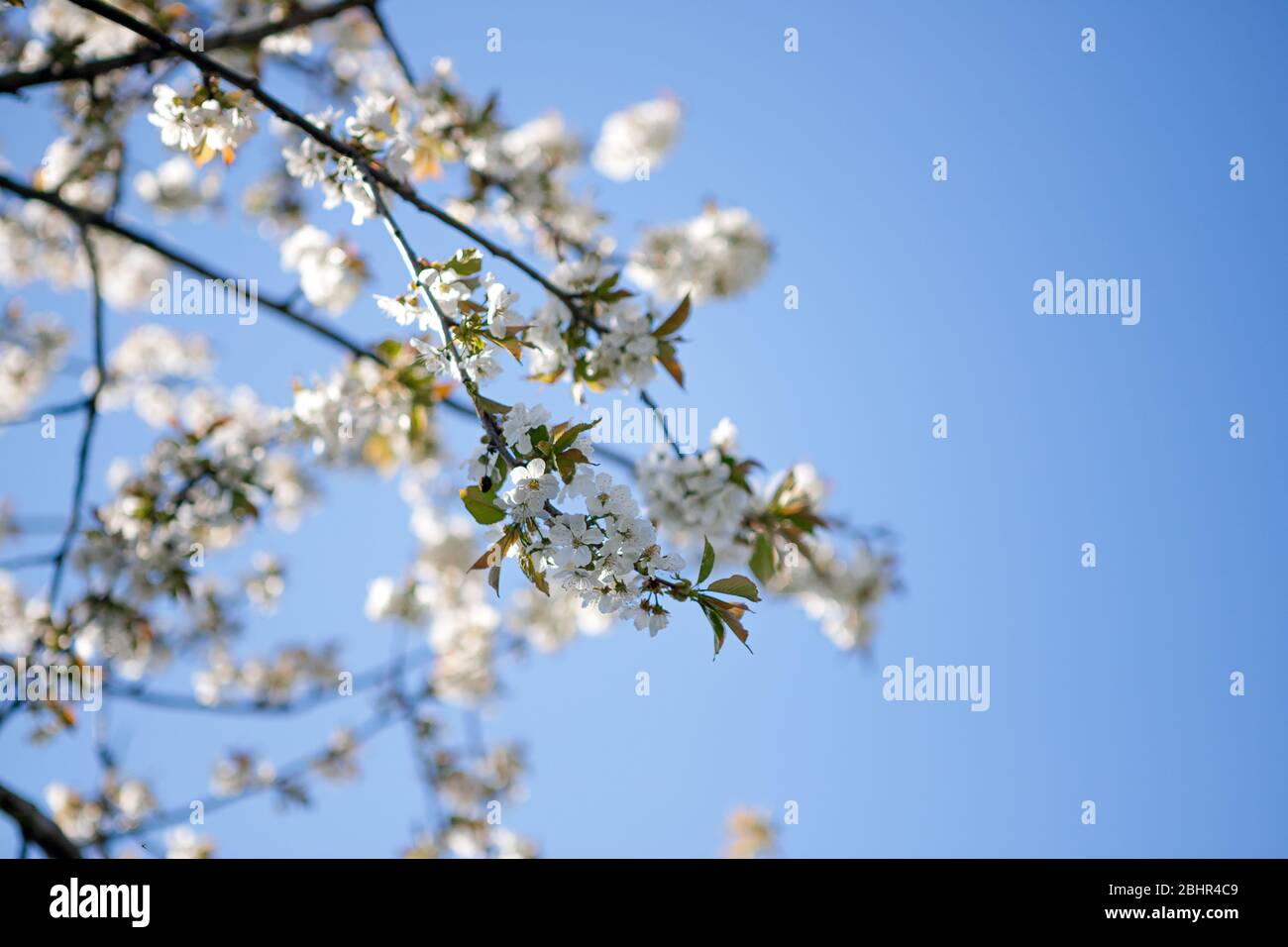 Apple blossom branches on blue sky Stock Photo