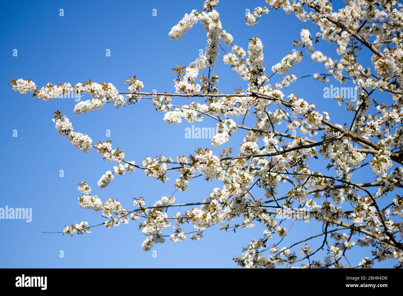 Apple blossom branches on blue sky Stock Photo - Alamy