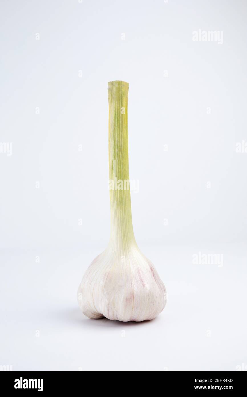 Garlic isolated on white background with clipping path Stock Photo