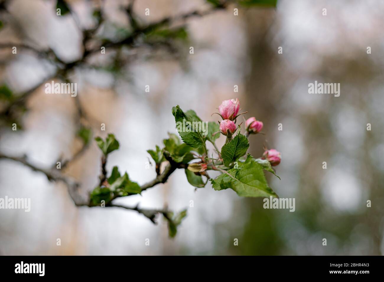Apple blossom branches Stock Photo
