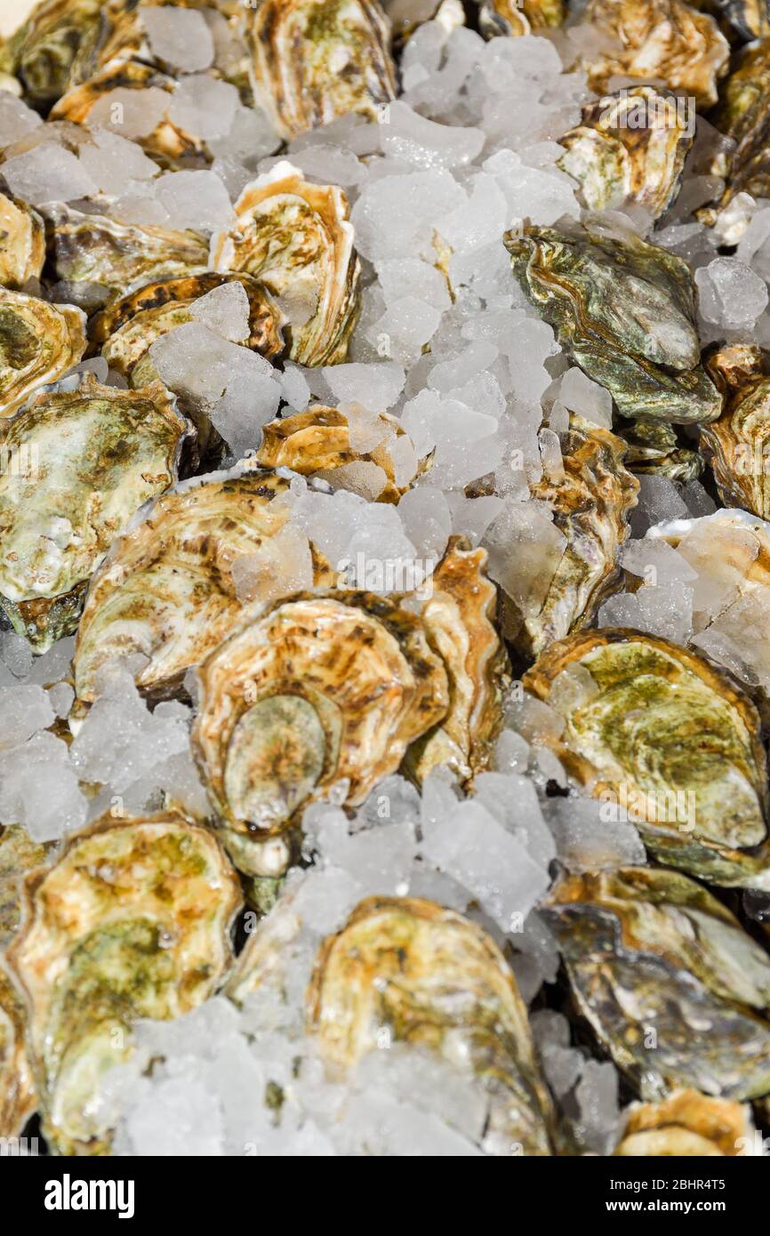 Different species of clams hires stock photography and images Alamy