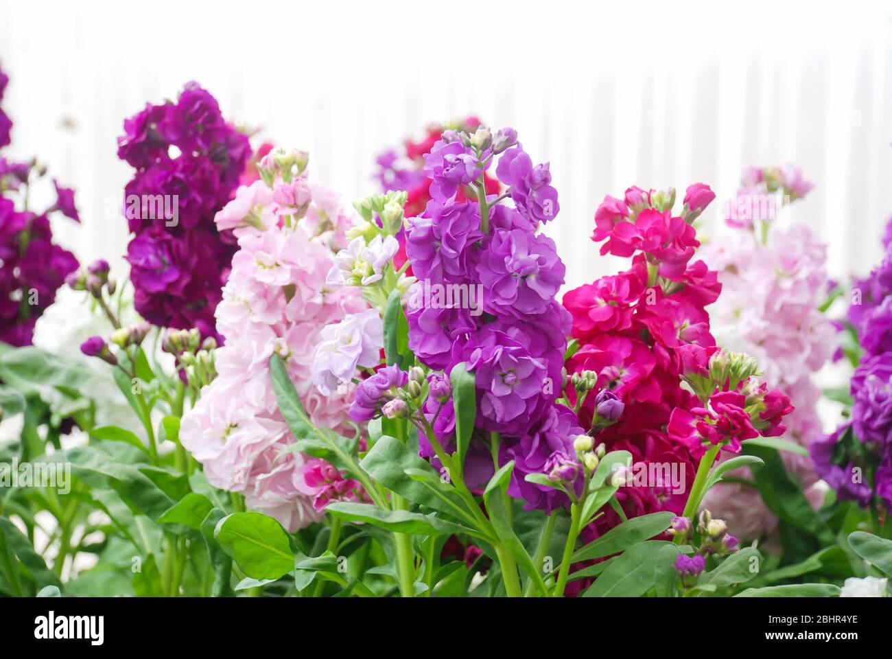 Matthiola incana flower, stock flowers, cut flowers in nursery, potted ...
