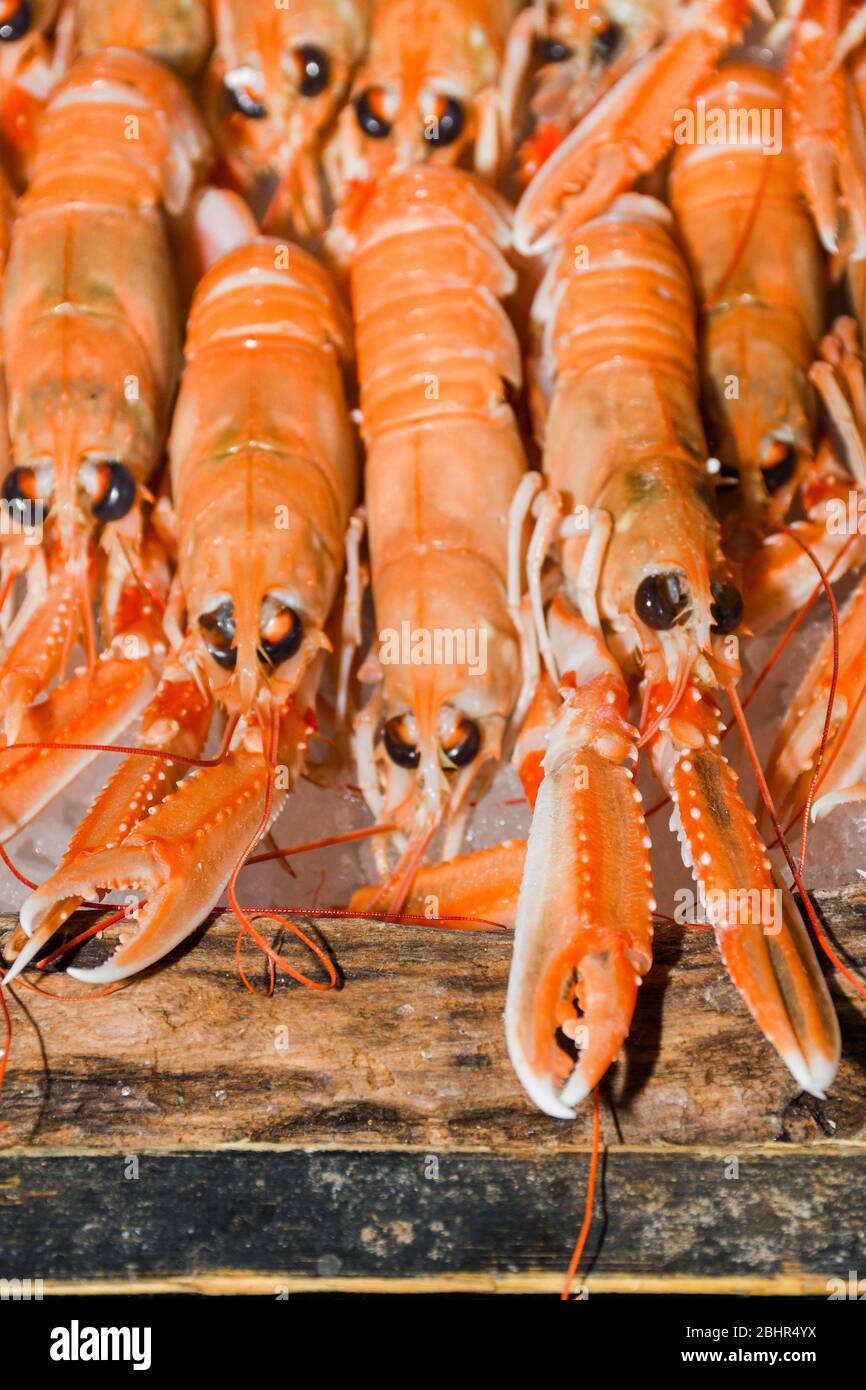 Nephrops norvegicus, known variously as the Norway lobster, Dublin Bay
