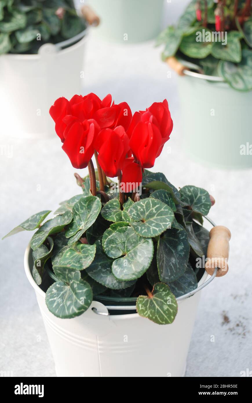 Cyclamen with pot in nursery. Flower greenhouse. Primulaceae Family. Cyclamen persicum. Stock Photo