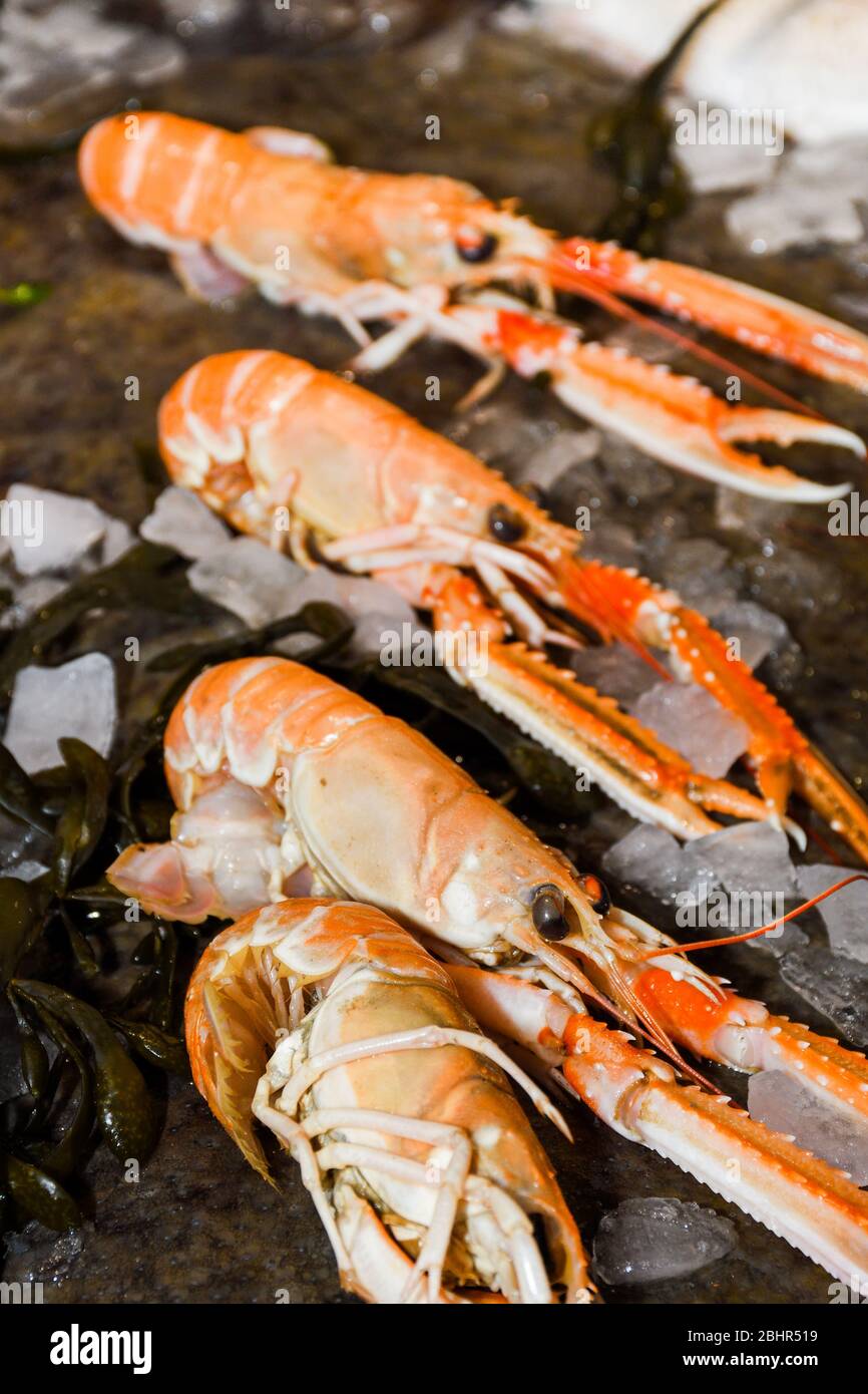 Prawn shrimp langoustine norway lobster scampi crustacean hires stock