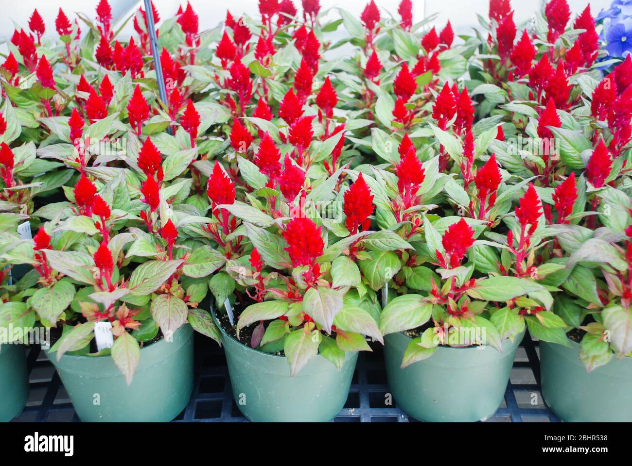 Red Celosia High Resolution Stock Photography And Images Alamy Red Celosia High Resolution Stock Photography And Images Alamy