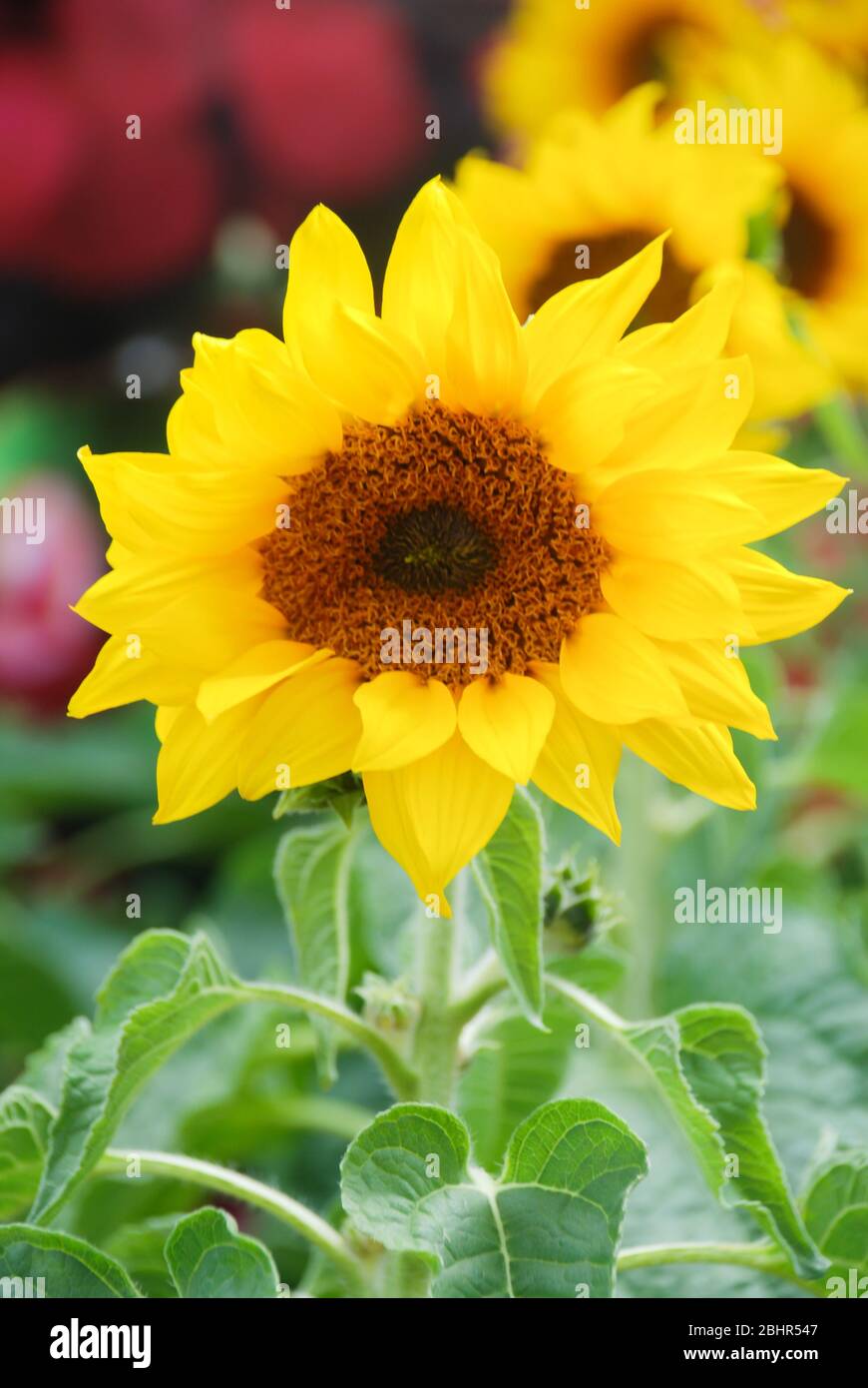 Helianthus Annuus, Small And Potted Sunflowers. Dwarf Helianthus, Small ...