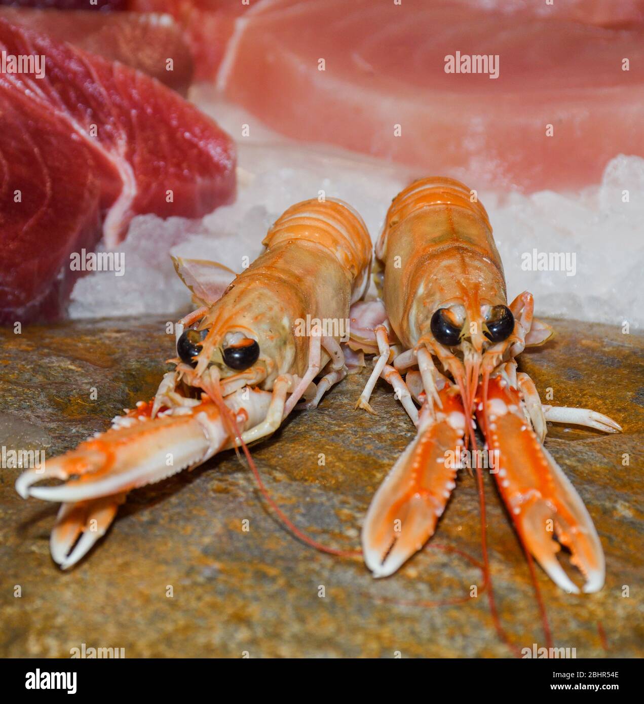 Nephrops norvegicus, known variously as the Norway lobster, Dublin Bay