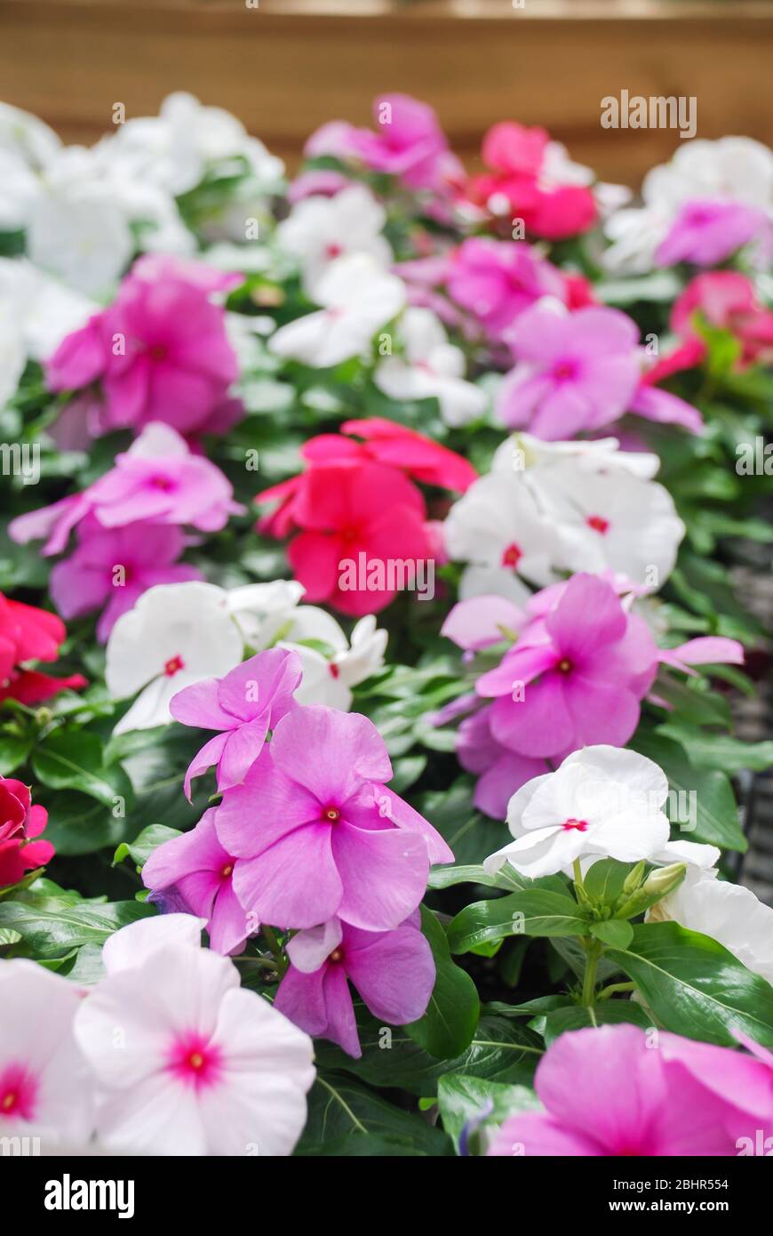 foliage vinca flowers, mixed vinca flowers (madagascar periwinkle