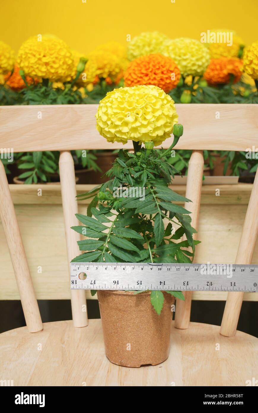 Marigolds Yellow Color (Tagetes erecta, Mexican marigold, Aztec