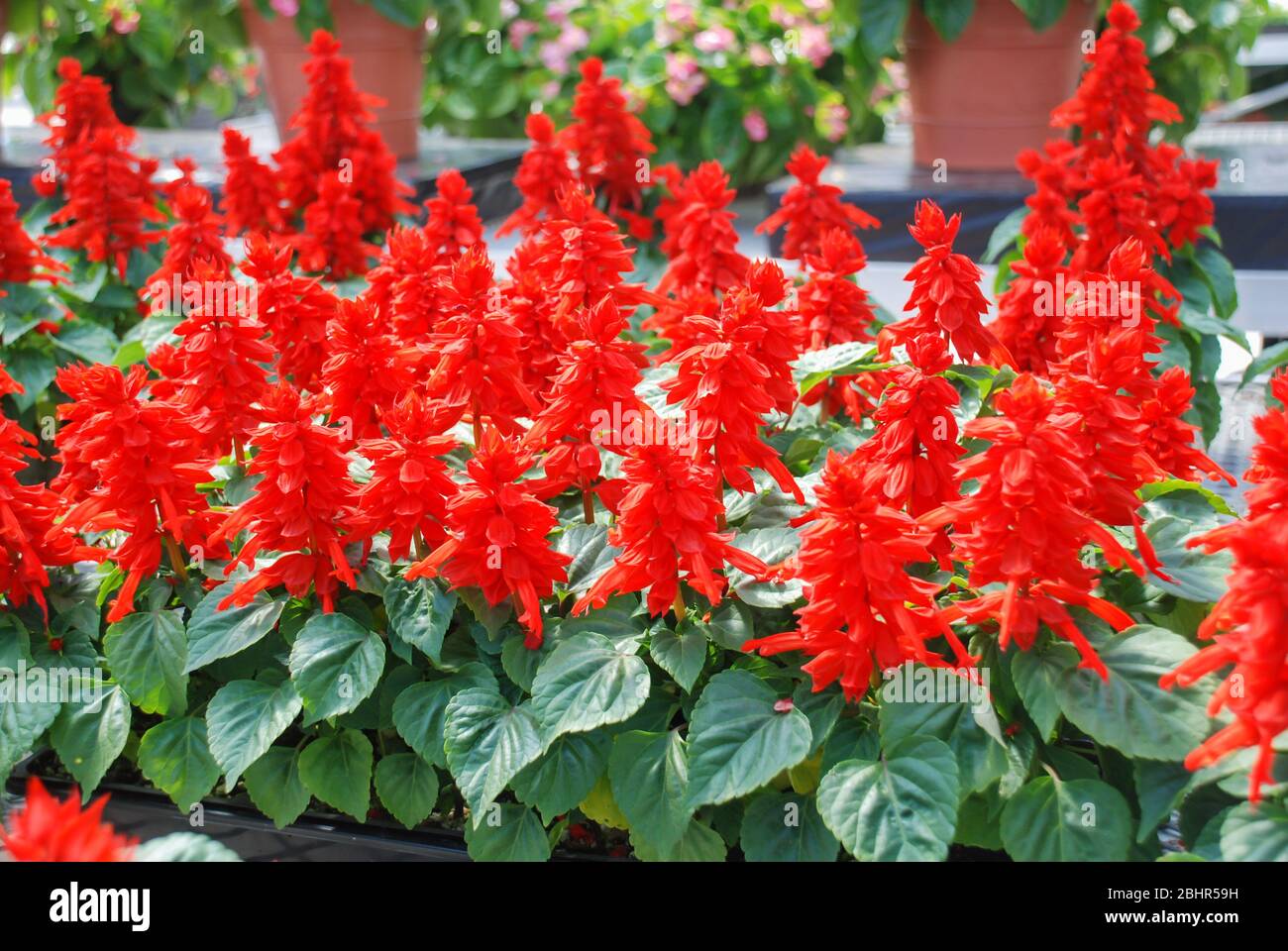 Red Salvia Splendens, Red flower pot plants in the black tray. Stock Photo