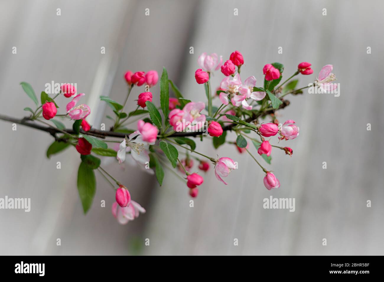 apple blossom on the gray background Stock Photo