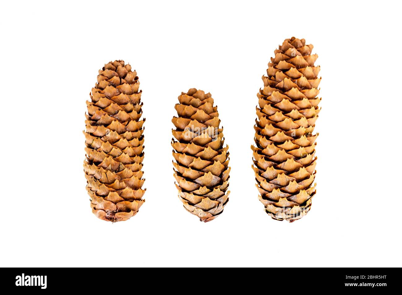 Spruce Tree Fir Cones, conifer cones, fir cones, Picea abies, Norway spruce cones, spruce cones, spruce fir cones, tree cones, cutout, copy space, Stock Photo