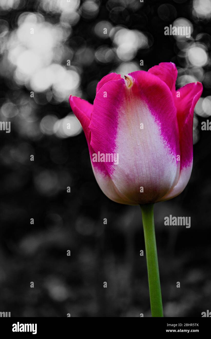 Pink Tulip Stock Photo