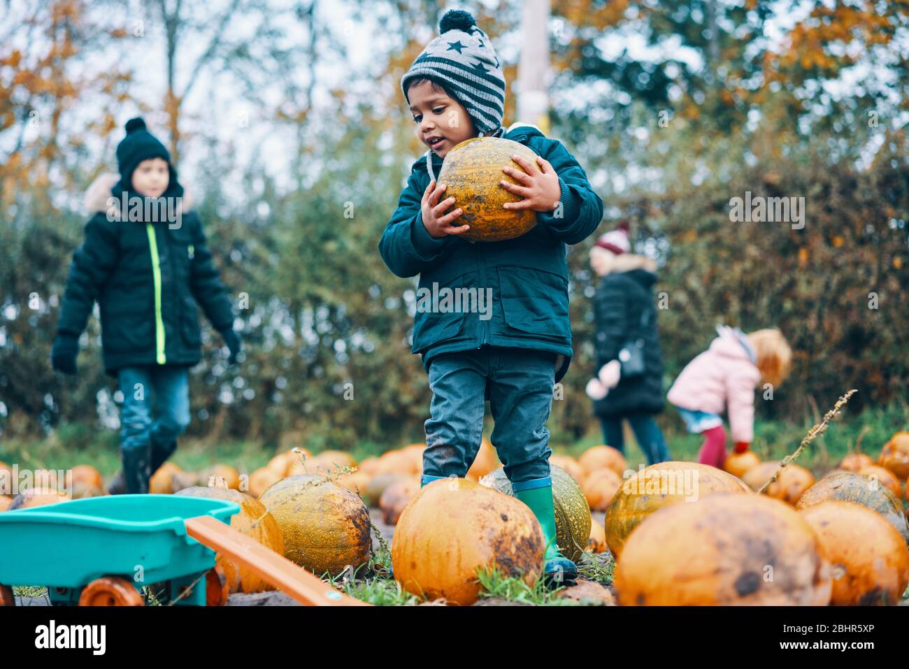 Children collecting pumpkins in a field. Stock Photo