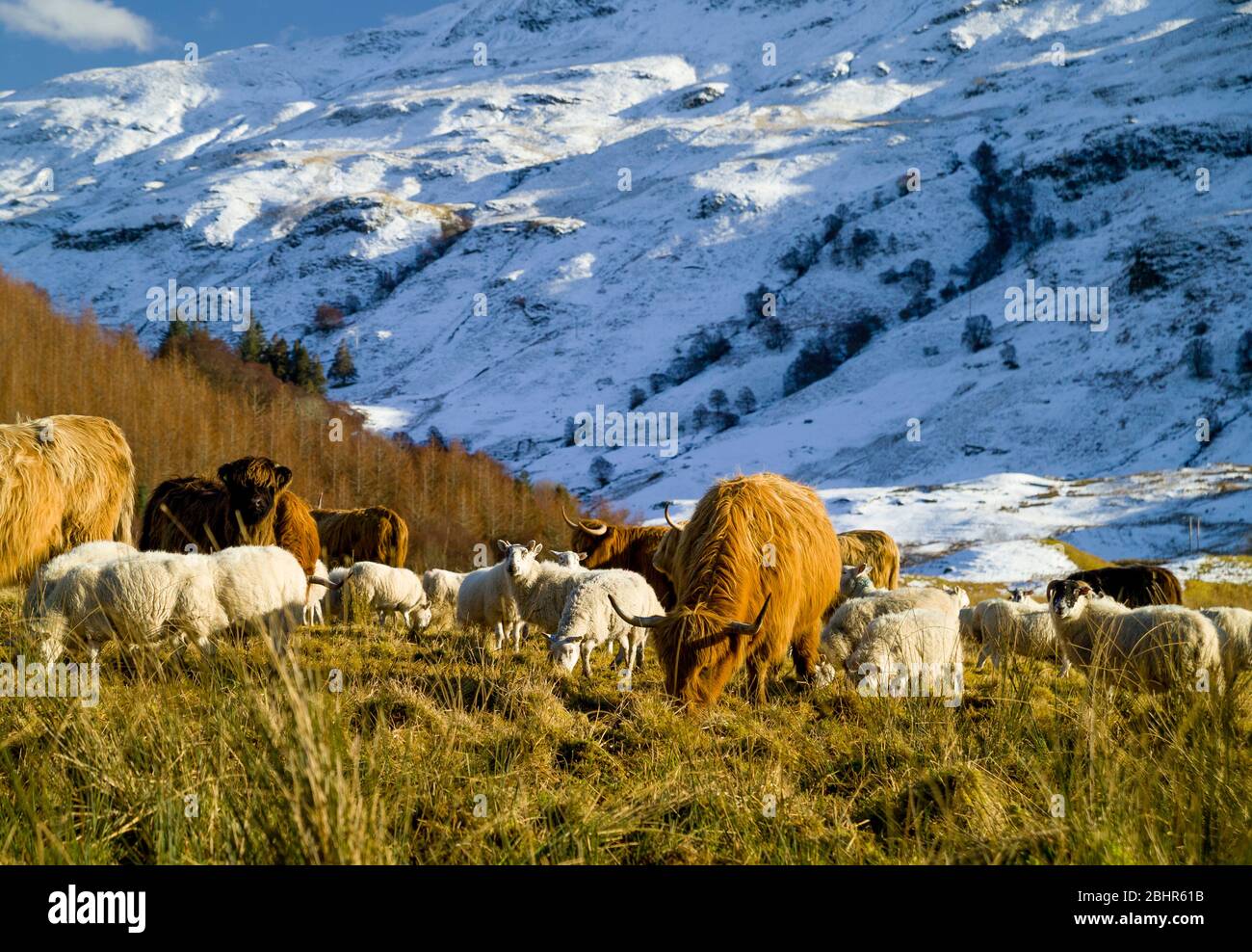 Highland cattle, midwinter, Glen Lonan, Argyll Stock Photo