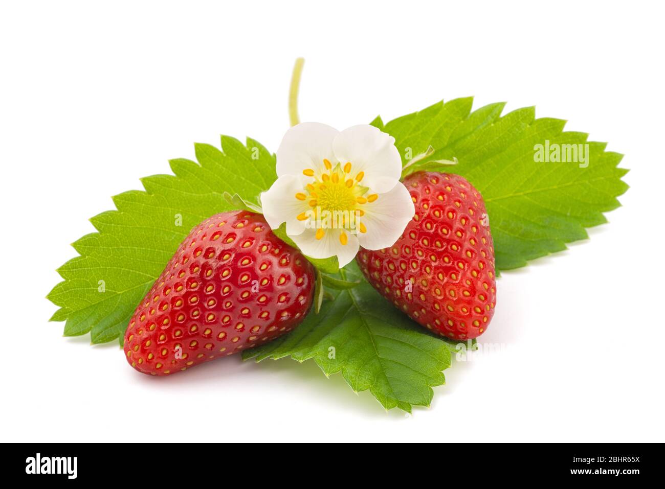 strawberry with flower isolated on white background Stock Photo