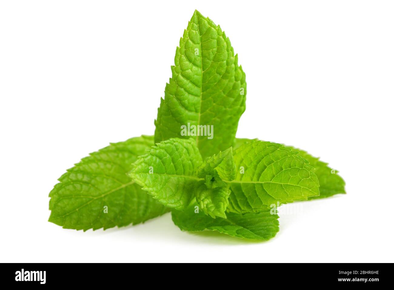 Fresh mint isolated on white background Stock Photo - Alamy