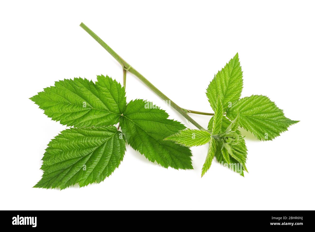 Blackberry branch isolated on white background Stock Photo