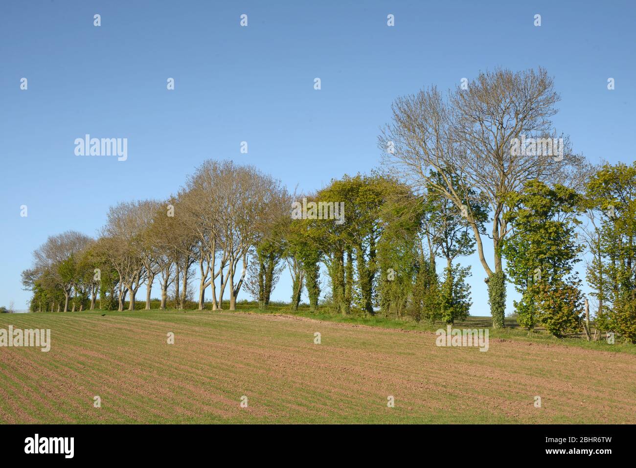 Spring line hi-res stock photography and images - Alamy