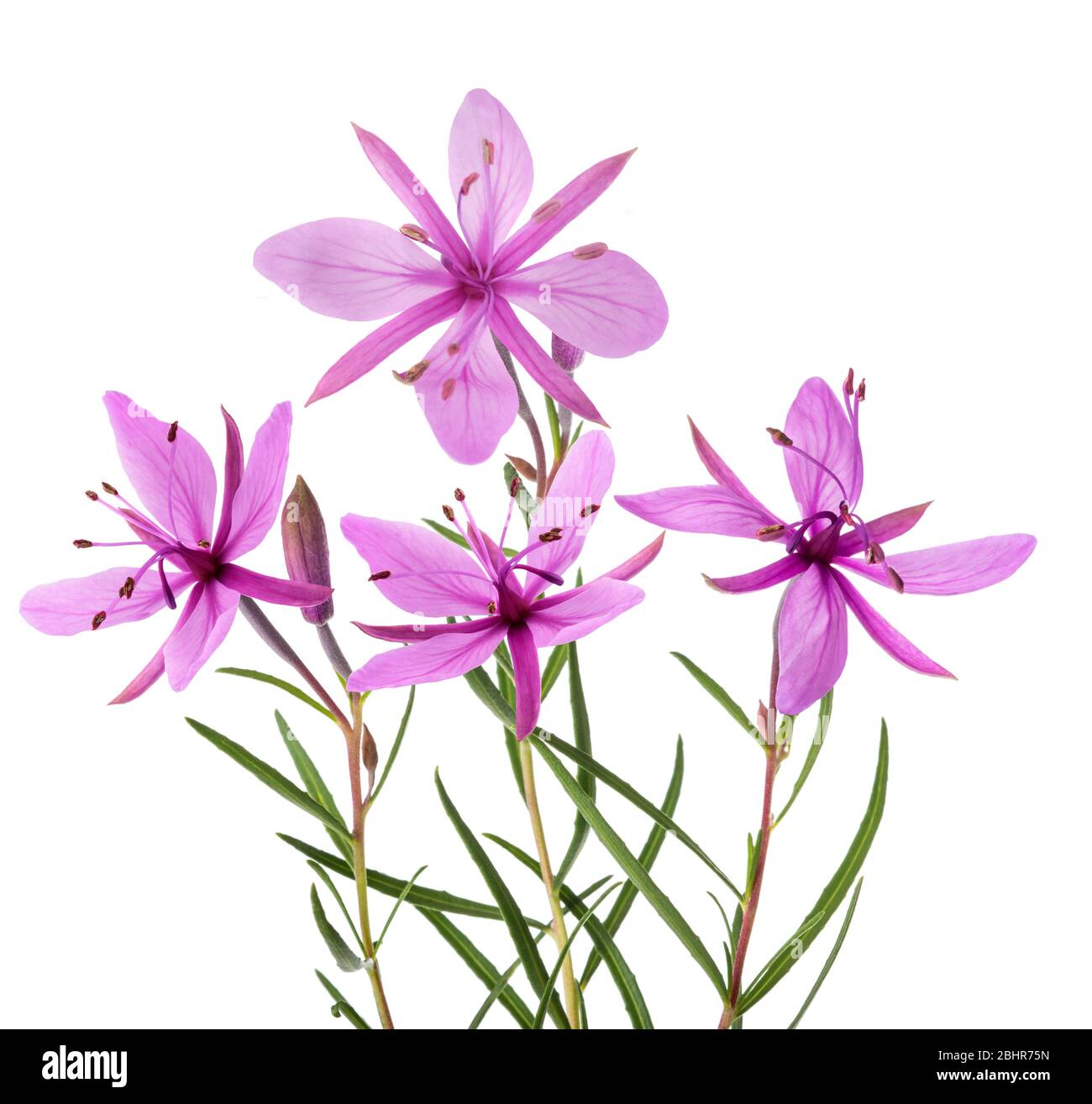 Pink Alpine willowherb flowers isolated on white Stock Photo