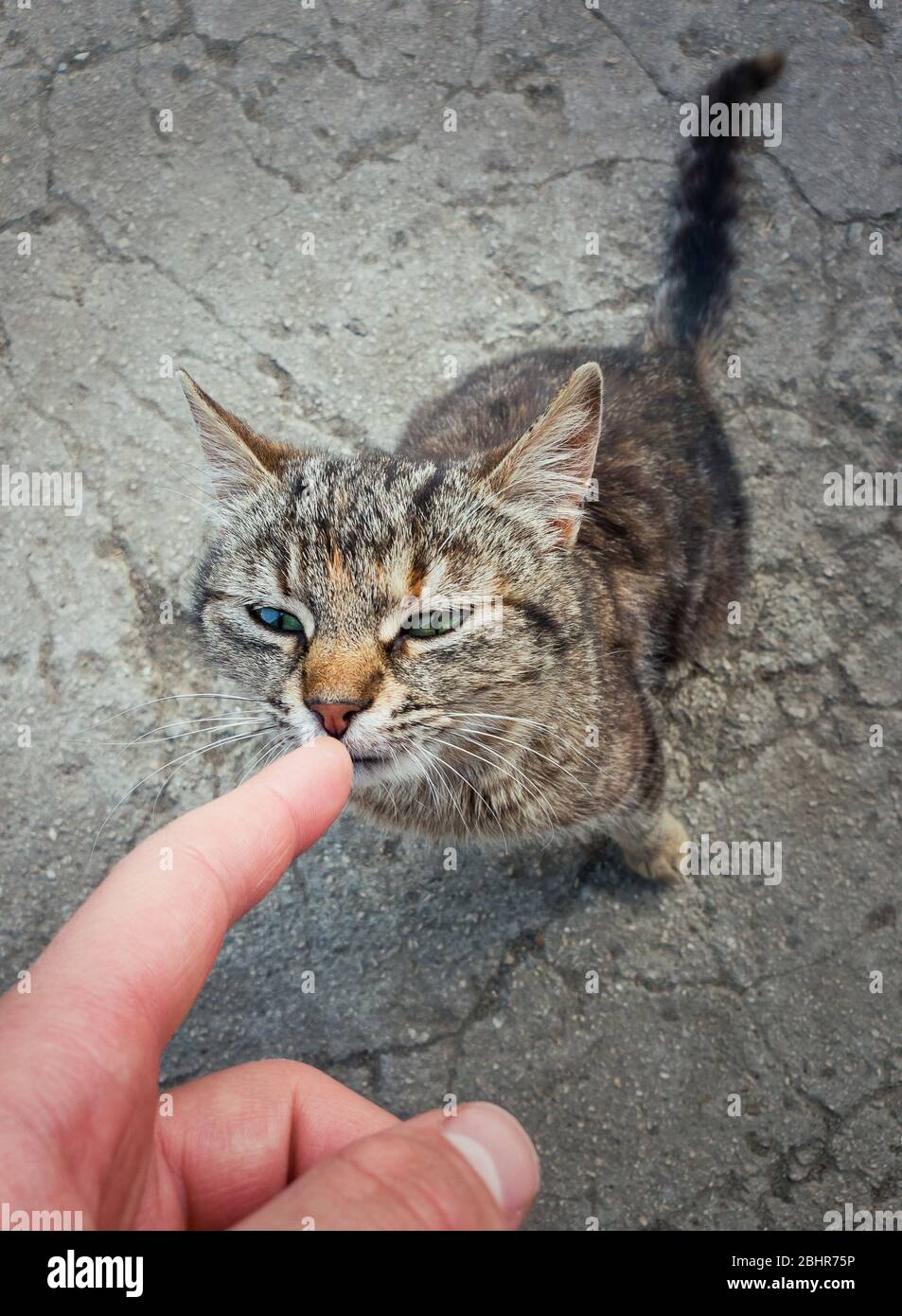 High angle view of the first touch between a little cat and his future owner. Person index finger touching the nose of a homeless kitten stray on the Stock Photo