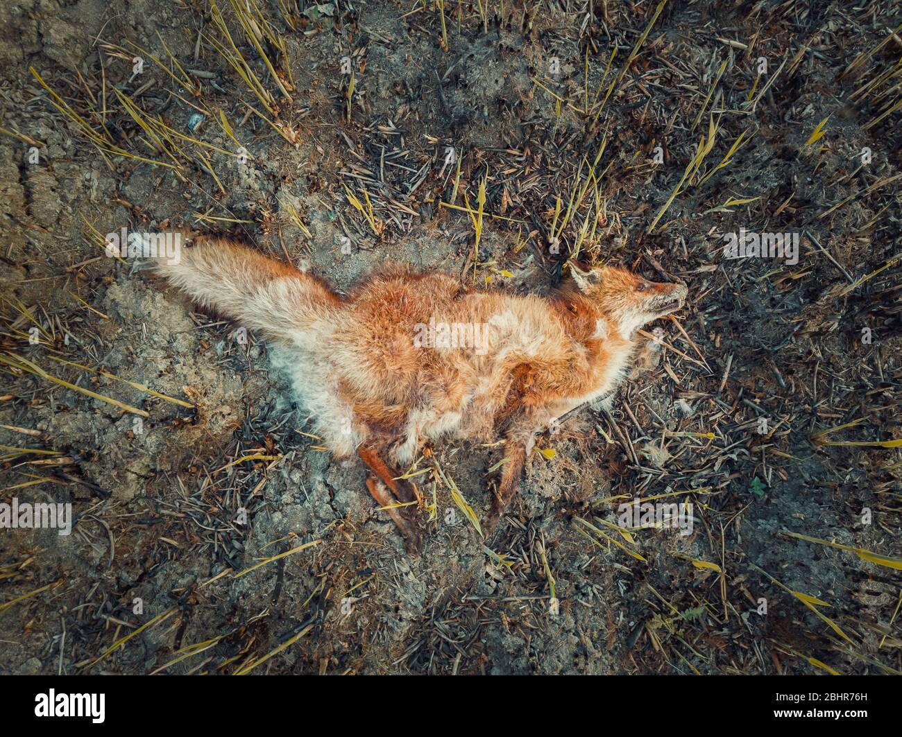 Dead fox due smoke intoxication, lay on the burned ground filled with ash. Wild fires causes the death of helpless animals. Illegal hunting and poachi Stock Photo